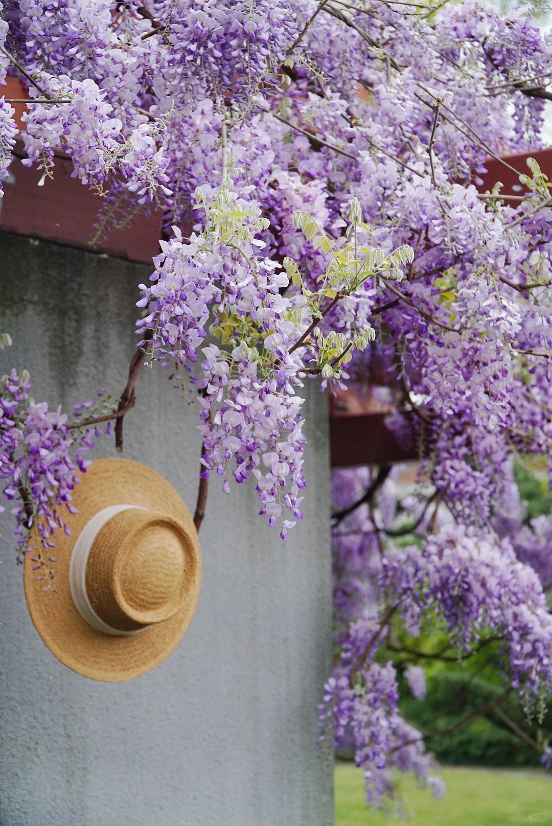 Đừng dại trồng 8 loại cây này trong nhà và sân vườn: Đẹp trước mắt, “đau ví” về sau - Ảnh 1.
