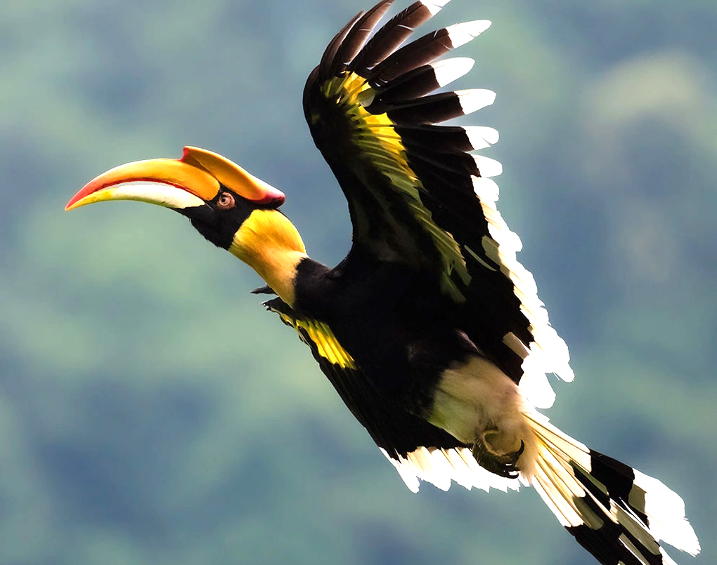 Cảnh tượng phượng hoàng xuất hiện giữa trời Việt Nam: Nhiều người trầm trồ không tin vào mắt mình- Ảnh 3.