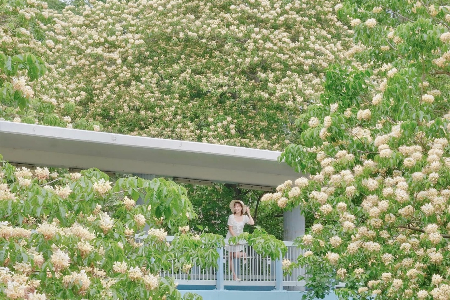 Rong chơi xứ Cảng Thơm trong mùa xuân - Ảnh 1.