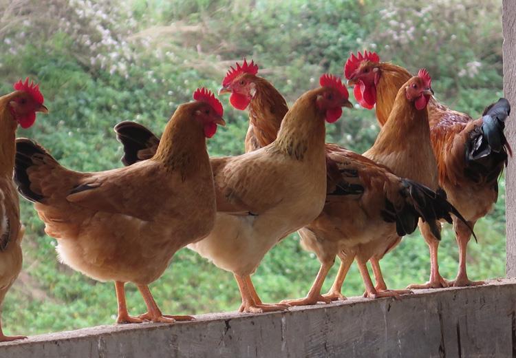 Ăn gà Tết mà chưa thử 7 giống này thì phí cả đời: Thịt thơm, da giòn, cúng xong ai ăn cũng tấm tắc- Ảnh 3.