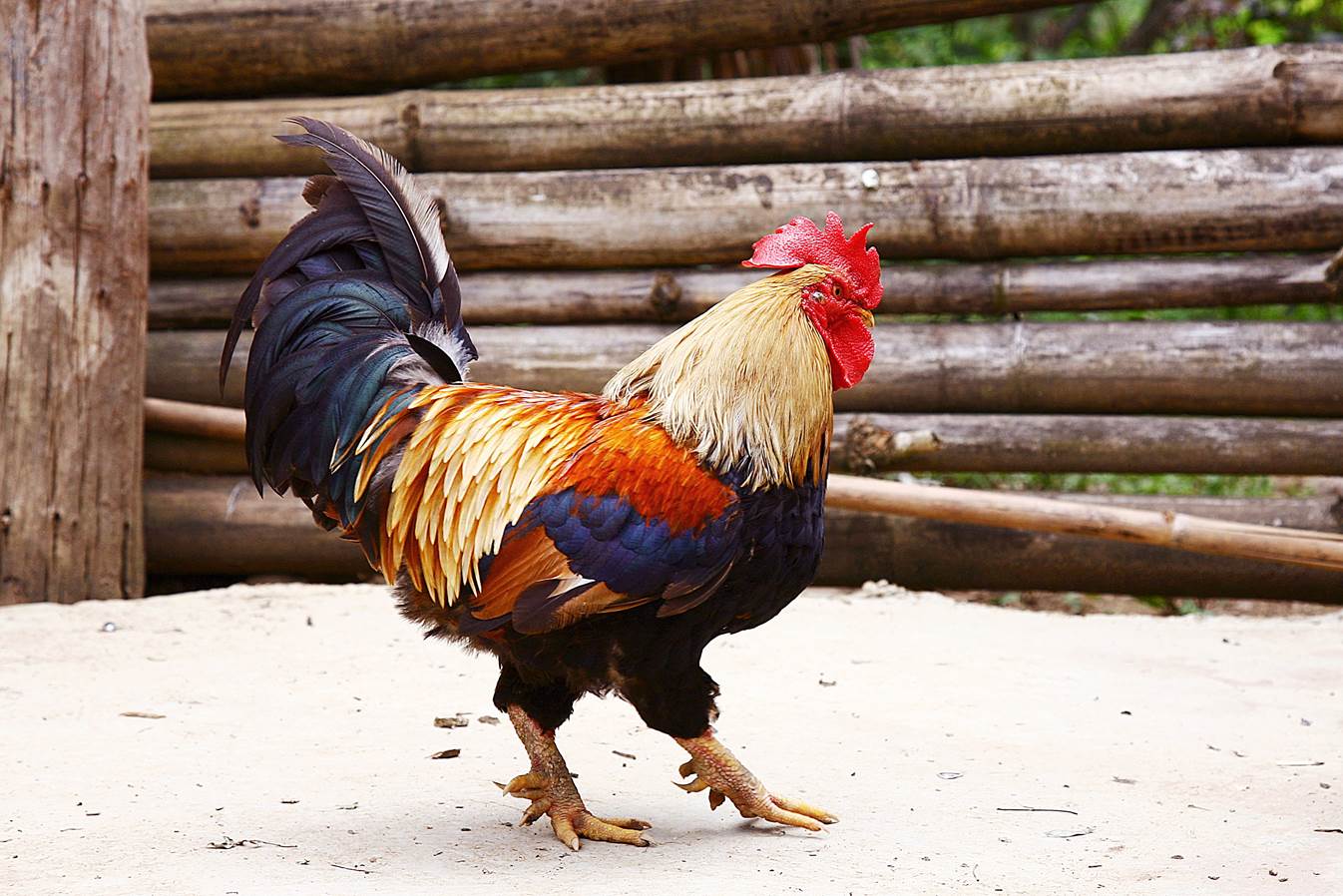 Ăn gà Tết mà chưa thử 7 giống này thì phí cả đời: Thịt thơm, da giòn, cúng xong ai ăn cũng tấm tắc- Ảnh 7.