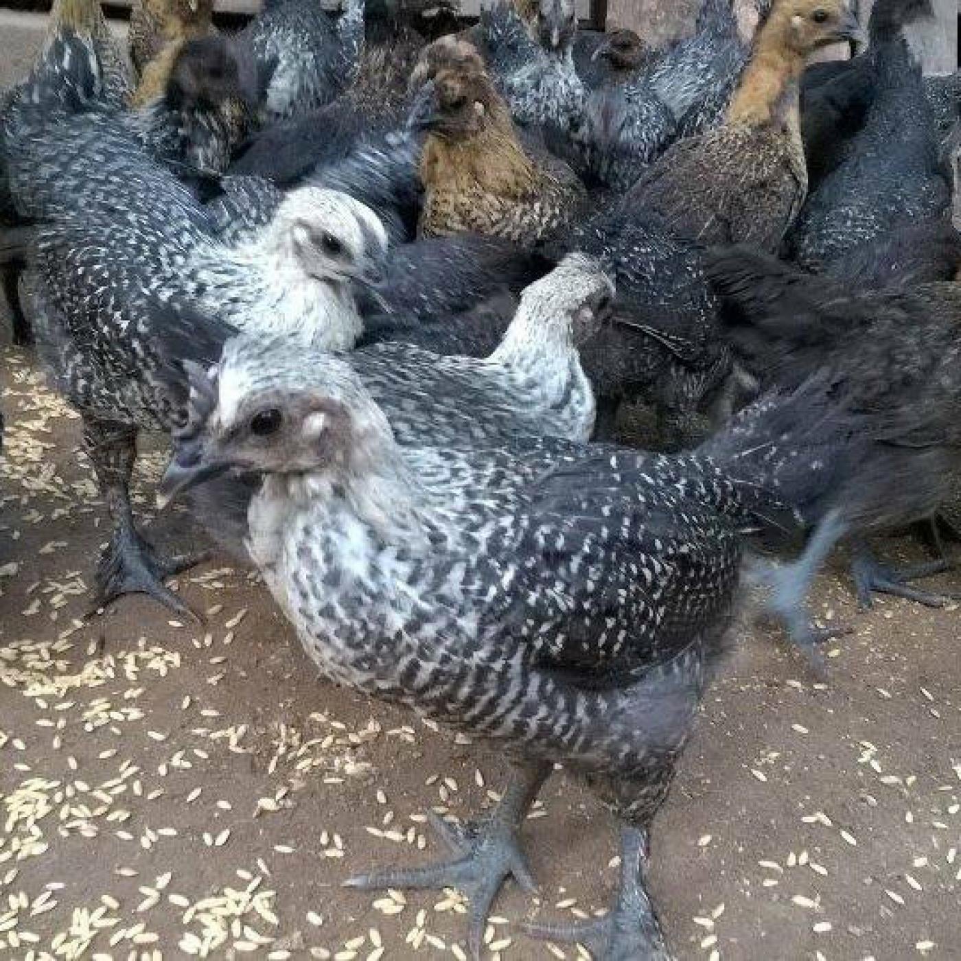 Ăn gà Tết mà chưa thử 7 giống này thì phí cả đời: Thịt thơm, da giòn, cúng xong ai ăn cũng tấm tắc- Ảnh 5.