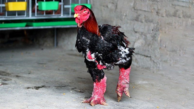 Ăn gà Tết mà chưa thử 7 giống này thì phí cả đời: Thịt thơm, da giòn, cúng xong ai ăn cũng tấm tắc- Ảnh 1.