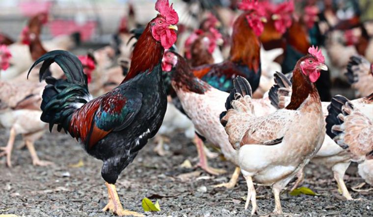 Ăn gà Tết mà chưa thử 7 giống này thì phí cả đời: Thịt thơm, da giòn, cúng xong ai ăn cũng tấm tắc- Ảnh 4.