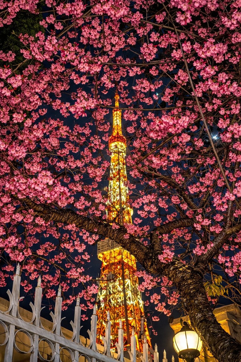 Đang phát điên vì hoa mai anh đào Đà Lạt!- Ảnh 9.