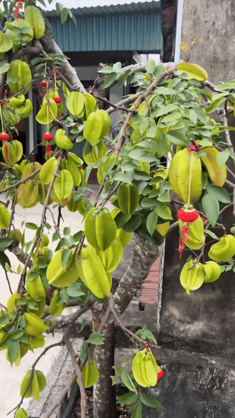 Cây khế viral TikTok với 3 triệu views, trả 15 triệu chủ nhà kiên quyết: Không bán- Ảnh 4.