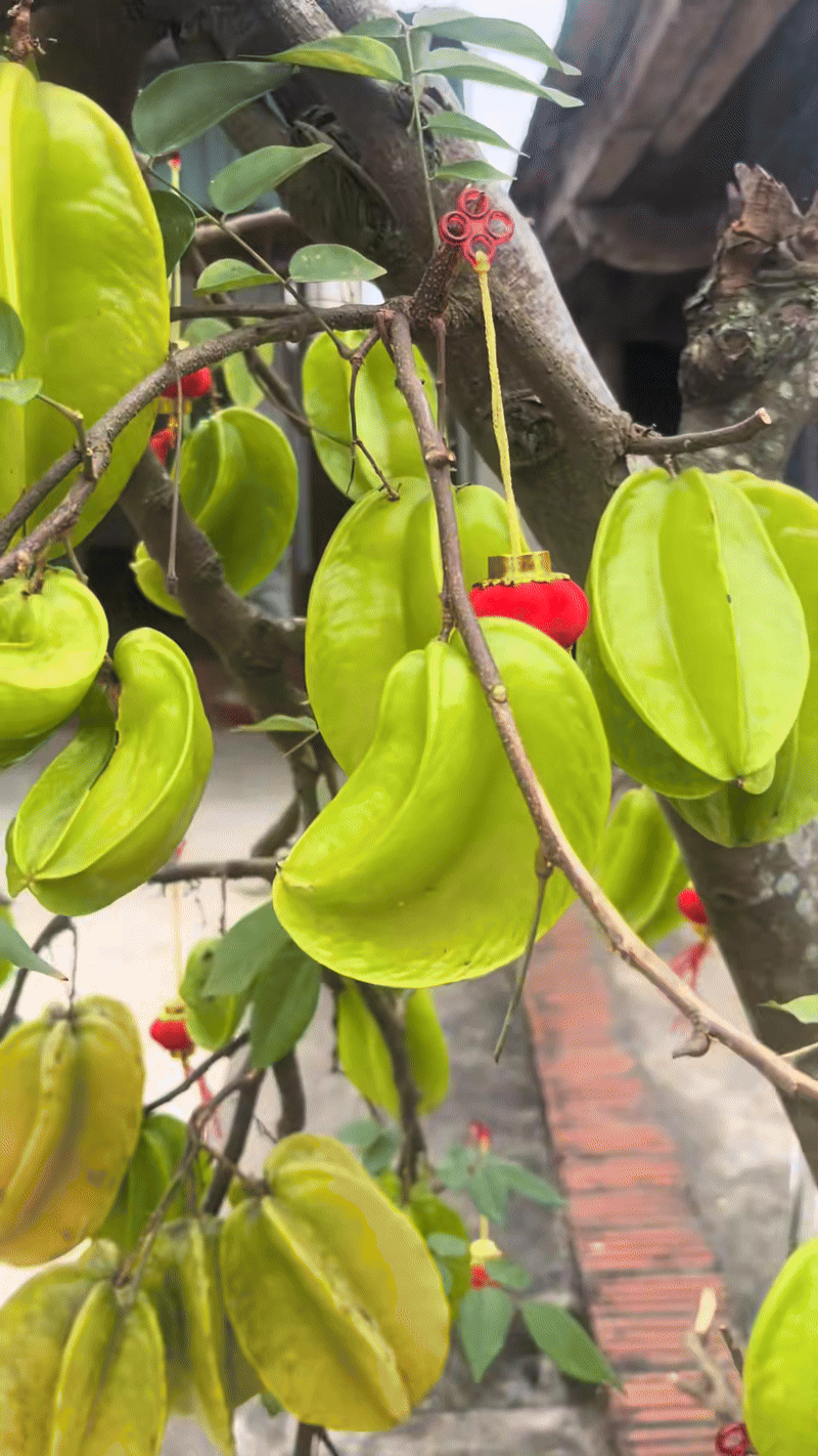 Cây khế viral TikTok với 3 triệu views, trả 15 triệu chủ nhà kiên quyết: Không bán- Ảnh 2.