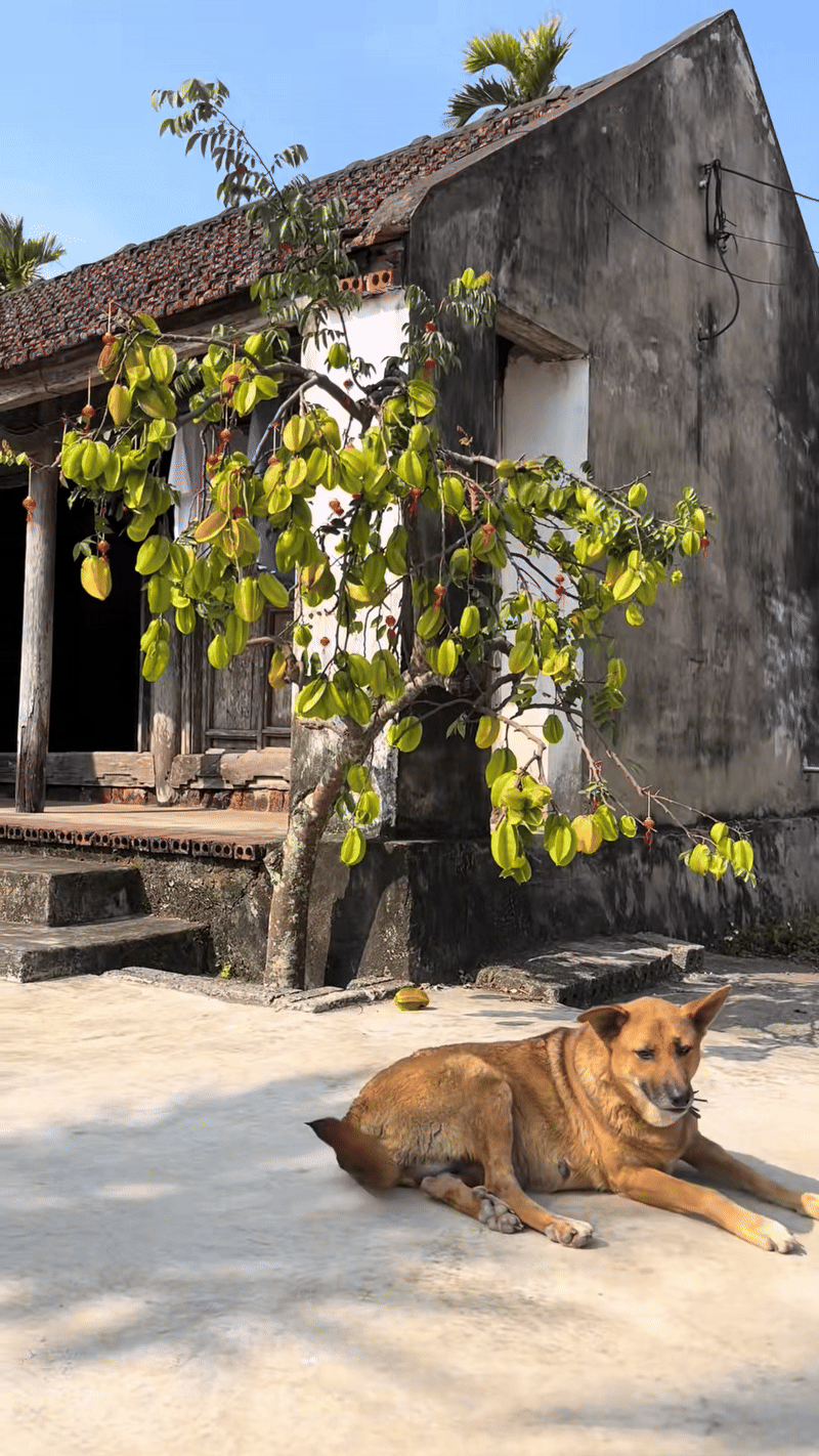 Cây khế viral TikTok với 3 triệu views, trả 15 triệu chủ nhà kiên quyết: Không bán- Ảnh 3.