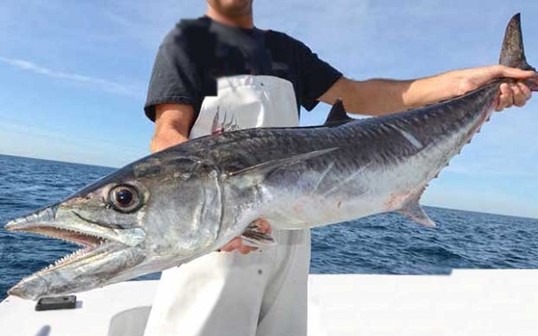 7 loại cá tích tụ thủy ngân nhiều bậc nhất- Ảnh 1.