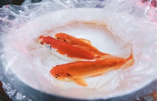 Mẹo chọn cá cúng Ông Công Ông Táo - Ảnh 1.