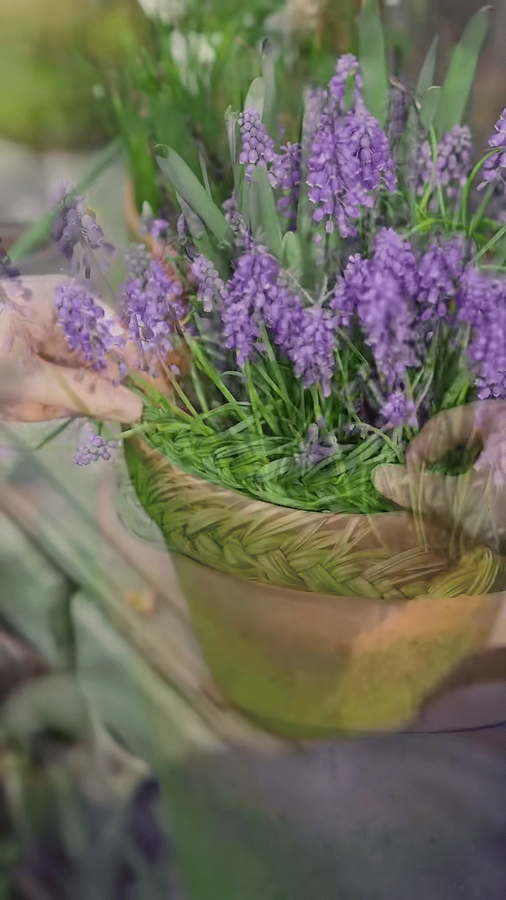 Tết 2026, chị em rủ nhau chơi loài hoa tí hon: Nhẹ tiền, dễ chăm, chưng trong nhà sang hẳn- Ảnh 4.