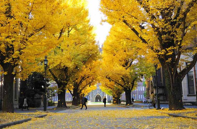 Dân tình "rụng tim" trước khung cảnh ĐH Tokyo mùa lá rụng, như bước vào thế giới thần tiên vậy!- Ảnh 8.