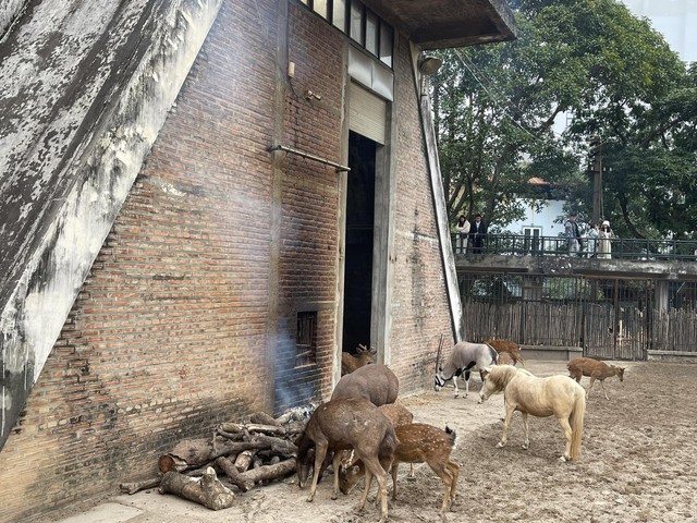 Hình ảnh vườn thú Hà Nội trưa 28/1