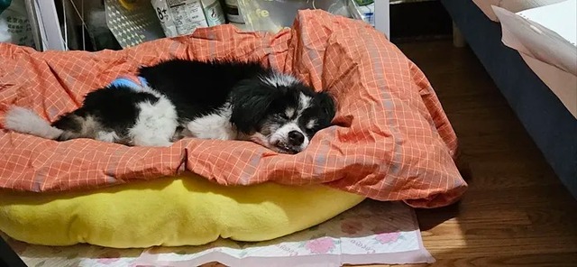 "Người ta hỏi cảm giác mất thú cưng là thế nào? Khi nó mất đi, tôi cảm thấy mình không đáng được sống tốt"- Ảnh 3.