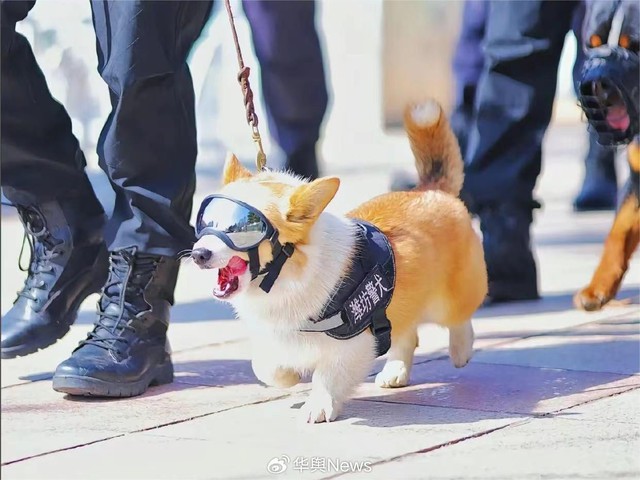 Cảnh khuyển Corgi đầu tiên tại Trung Quốc khiến fan chờ kín phố, thành tích huấn luyện đánh tan nghi ngờ- Ảnh 4.