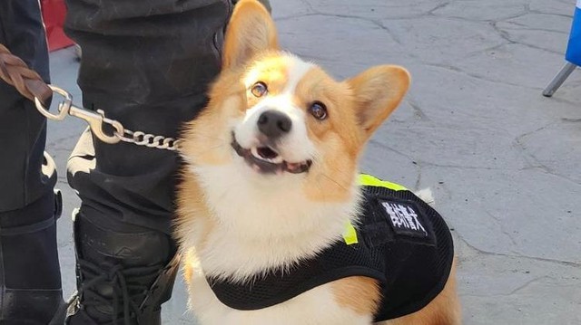 Cảnh khuyển Corgi đầu tiên tại Trung Quốc khiến fan chờ kín phố, thành tích huấn luyện đánh tan nghi ngờ- Ảnh 1.