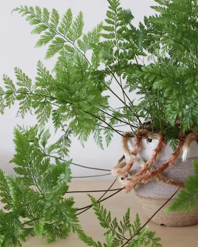  3 loài cây ưa bóng râm, chủ nhân quên mang "tắm nắng" vẫn lớn nhanh như thổi- Ảnh 1.