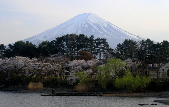 Thị trấn Nhật quyết dựng rào "chặn view" ngắm núi Phú Sĩ vì không chịu nổi làn sóng du khách đổ đến check-in- Ảnh 2.