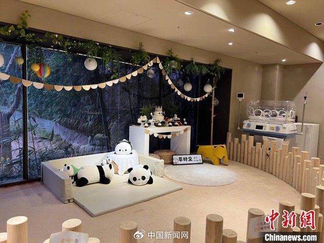 Ông nội Kang của Fubao: Ở bên "cháu gái" 24/7 suốt 3 tháng mới sinh, tiết lộ điều cảm động sau bó cải dầu vàng- Ảnh 3. Ông nội Kang của Fubao: Ở bên "cháu gái" 24/7 suốt 3 tháng mới sinh, tiết lộ điều cảm động sau bó cải dầu vàng- Ảnh 3.