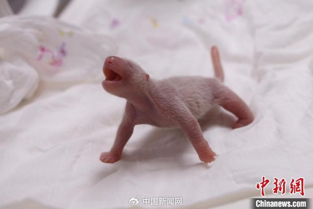 Ông nội Kang của Fubao: Ở bên "cháu gái" 24/7 suốt 3 tháng mới sinh, tiết lộ điều cảm động sau bó cải dầu vàng- Ảnh 4. Ông nội Kang của Fubao: Ở bên "cháu gái" 24/7 suốt 3 tháng mới sinh, tiết lộ điều cảm động sau bó cải dầu vàng- Ảnh 4.