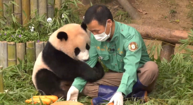 Ông nội Kang của Fubao: Ở bên "cháu gái" 24/7 suốt 3 tháng mới sinh, tiết lộ điều cảm động sau bó cải dầu vàng- Ảnh 6. Ông nội Kang của Fubao: Ở bên "cháu gái" 24/7 suốt 3 tháng mới sinh, tiết lộ điều cảm động sau bó cải dầu vàng- Ảnh 6.