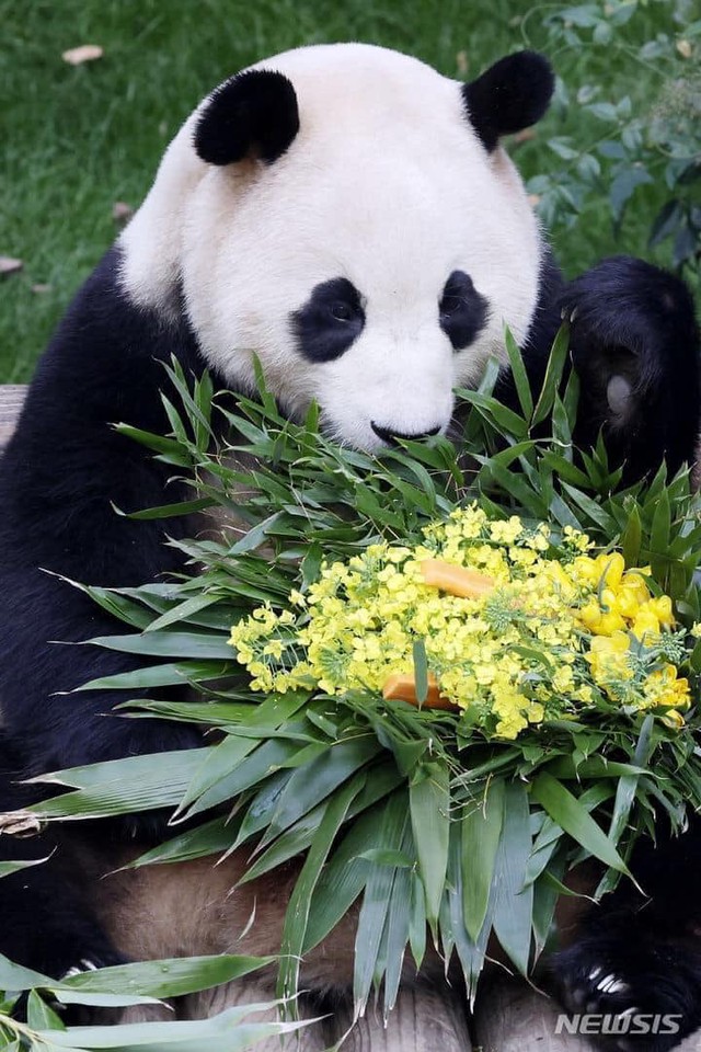 Ông nội Kang của Fubao: Ở bên "cháu gái" 24/7 suốt 3 tháng mới sinh, tiết lộ điều cảm động sau bó cải dầu vàng- Ảnh 10. Ông nội Kang của Fubao: Ở bên "cháu gái" 24/7 suốt 3 tháng mới sinh, tiết lộ điều cảm động sau bó cải dầu vàng- Ảnh 10.