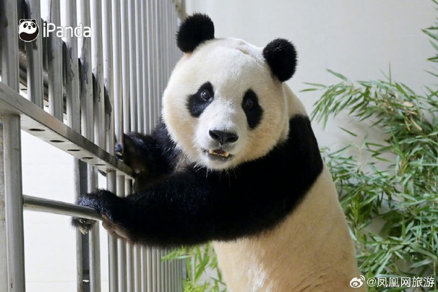 Ông nội Kang của Fubao: Ở bên "cháu gái" 24/7 suốt 3 tháng mới sinh, tiết lộ điều cảm động sau bó cải dầu vàng- Ảnh 1. Ông nội Kang của Fubao: Ở bên "cháu gái" 24/7 suốt 3 tháng mới sinh, tiết lộ điều cảm động sau bó cải dầu vàng- Ảnh 1.