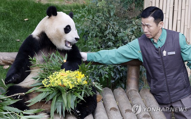Ông nội Kang của Fubao: Ở bên "cháu gái" 24/7 suốt 3 tháng mới sinh, tiết lộ điều cảm động sau bó cải dầu vàng- Ảnh 9. Ông nội Kang của Fubao: Ở bên "cháu gái" 24/7 suốt 3 tháng mới sinh, tiết lộ điều cảm động sau bó cải dầu vàng- Ảnh 9.