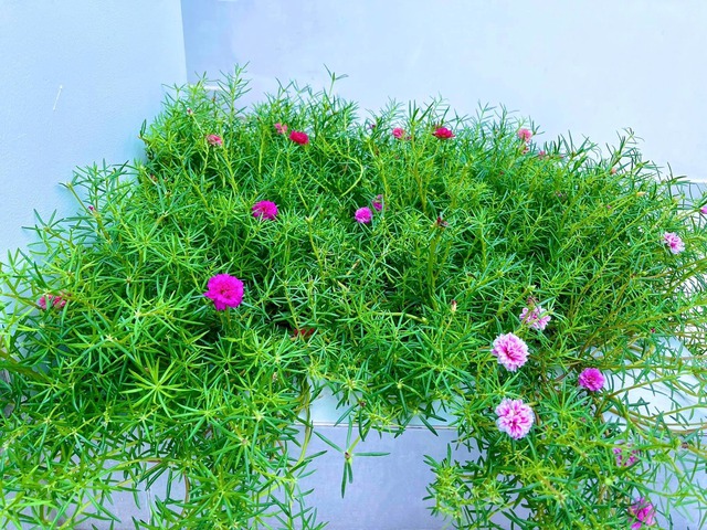 Thủy Tiên - Công Vinh đập biệt thự 22 tỷ để sửa lại, không gian sống mới đỉnh cỡ nào?- Ảnh 6.