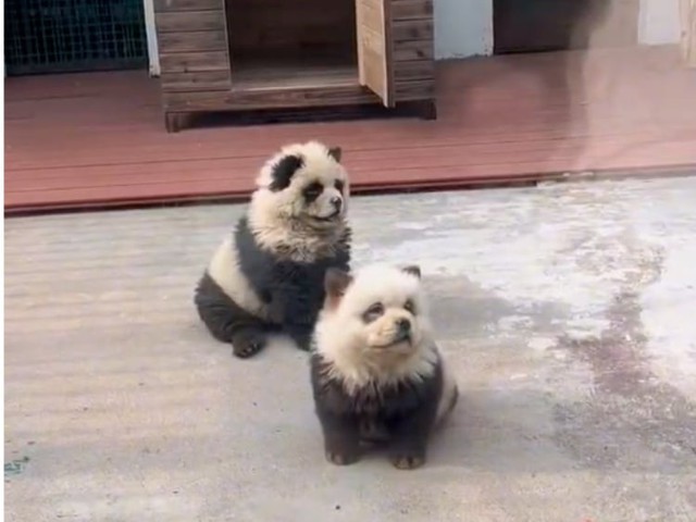 Sở thú Trung Quốc "cải trang" chó thành gấu trúc, lý do khiến nhiều người ngỡ ngàng- Ảnh 1.