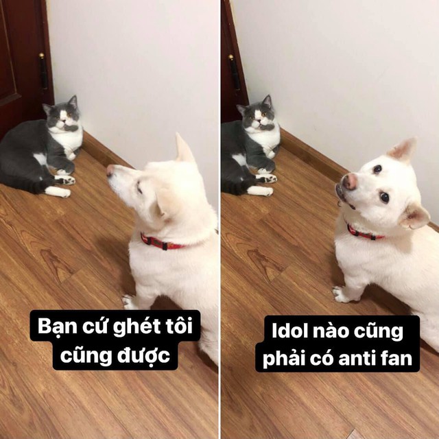 Chú chó "meme" nổi tiếng Thị Bo qua đời, chủ nhân tiết lộ điều tiếc nuối trong giây phút cuối cùng- Ảnh 4.