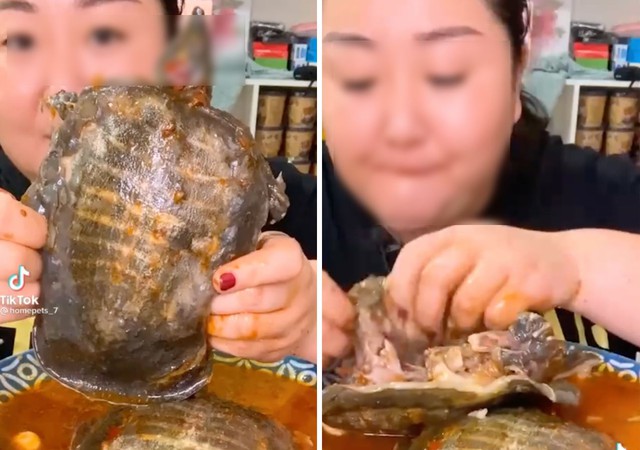 Những màn mukbang khiến người xem phát "ớn": Nhai rùa nguyên con, ăn cả gà con sắp nở- Ảnh 2.