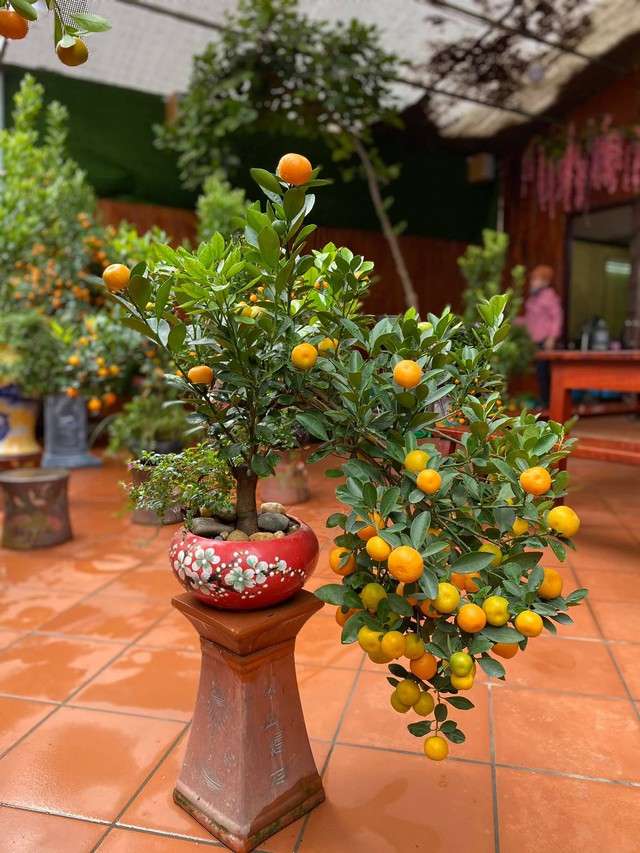 5 loài cây trưng Tết được lòng "ông Thần Tài": Bước sang năm mới, gia chủ "cầu gì được nấy"- Ảnh 3.