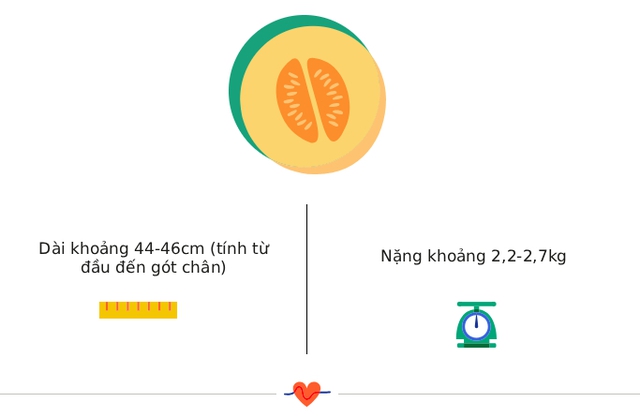 Tuần thai thứ 34: Mọi giác quan của bé đã hoàn thiện, mẹ thấy rõ áp lực lên sàn chậu- Ảnh 3. Tuần thai thứ 34: Mọi giác quan của bé đã hoàn thiện, mẹ thấy rõ áp lực lên sàn chậu- Ảnh 3.
