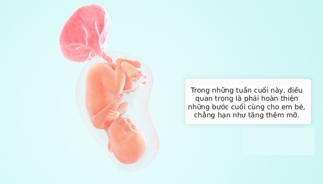Tuần thai thứ 34: Mọi giác quan của bé đã hoàn thiện, mẹ thấy rõ áp lực lên sàn chậu- Ảnh 5. Tuần thai thứ 34: Mọi giác quan của bé đã hoàn thiện, mẹ thấy rõ áp lực lên sàn chậu- Ảnh 5.