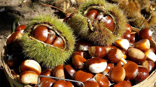 "Vua của trái cây khô" đang vào mùa, tốt ngang nhân sâm thuốc bổ, giá hơn 50.000 đồng/kg- Ảnh 1.