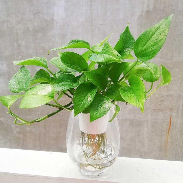 Cây đổi vận nhà giàu ai cũng có, người nghèo coi thường bảo sao mãi không khá- Ảnh 1. Cây đổi vận nhà giàu ai cũng có, người nghèo coi thường bảo sao mãi không khá- Ảnh 1.