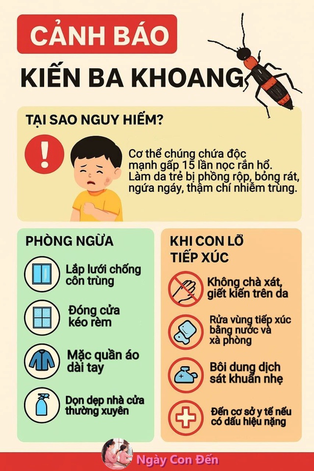 Cảnh báo mẹ bỉm hết sức cẩn thận vì mùa KIẾN BA KHOANG đã đến- Ảnh 1.