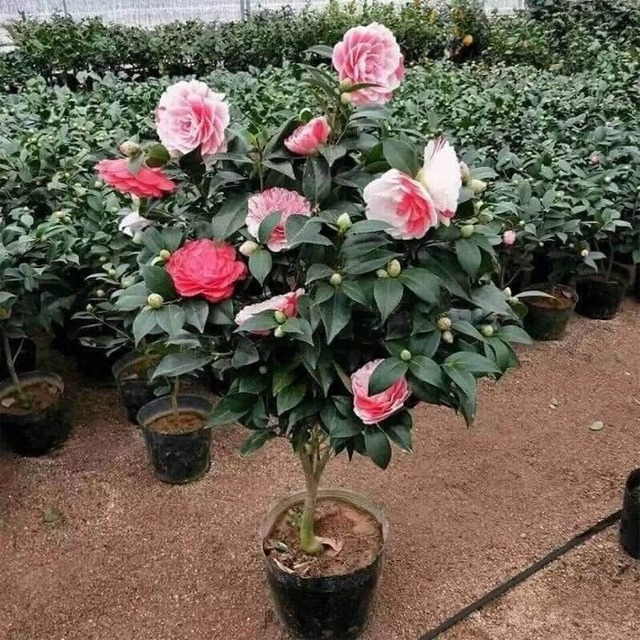 Trồng đúng loài cây này trước cửa: Gia đạo vững như núi, đời con cháu càng ở càng thịnh- Ảnh 2.