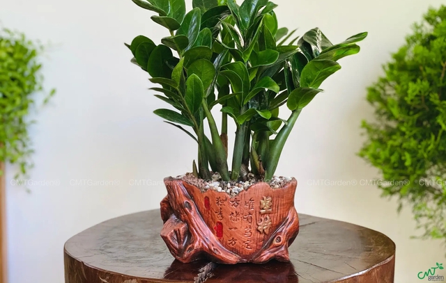 Nhà giàu thích trồng 5 cây này: Hút lộc như vòi rồng, con cháu cũng thơm lây- Ảnh 2. Nhà giàu thích trồng 5 cây này: Hút lộc như vòi rồng, con cháu cũng thơm lây- Ảnh 2.