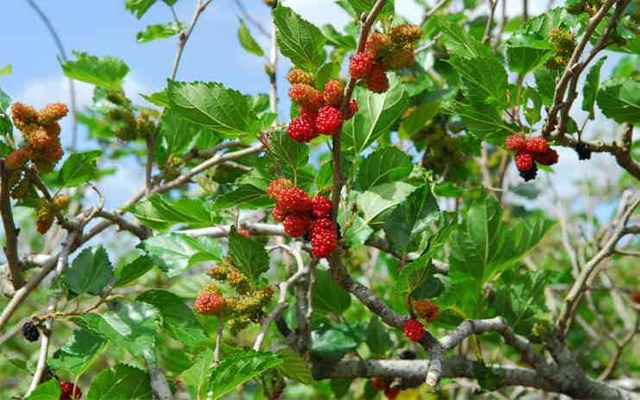 Đừng trồng 2 cây này trong nhà kẻo vận xui bủa vây, con cháu khốn đốn- Ảnh 1. Đừng trồng 2 cây này trong nhà kẻo vận xui bủa vây, con cháu khốn đốn- Ảnh 1.