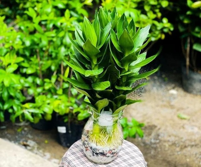 Nhà giàu thích trồng 5 cây này: Hút lộc như vòi rồng, con cháu cũng thơm lây- Ảnh 1. Nhà giàu thích trồng 5 cây này: Hút lộc như vòi rồng, con cháu cũng thơm lây- Ảnh 1.