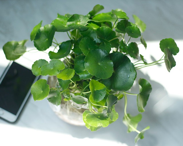 Nhà giàu thích trồng 5 cây này: Hút lộc như vòi rồng, con cháu cũng thơm lây- Ảnh 3. Nhà giàu thích trồng 5 cây này: Hút lộc như vòi rồng, con cháu cũng thơm lây- Ảnh 3.