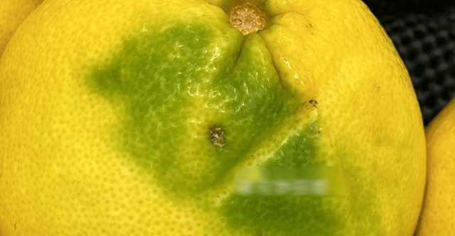 Mùa này có loại quả tốt hơn thịt: Chợ Việt bán sẵn, không mua phí của trời- Ảnh 1. Mùa này có loại quả tốt hơn thịt: Chợ Việt bán sẵn, không mua phí của trời- Ảnh 1.