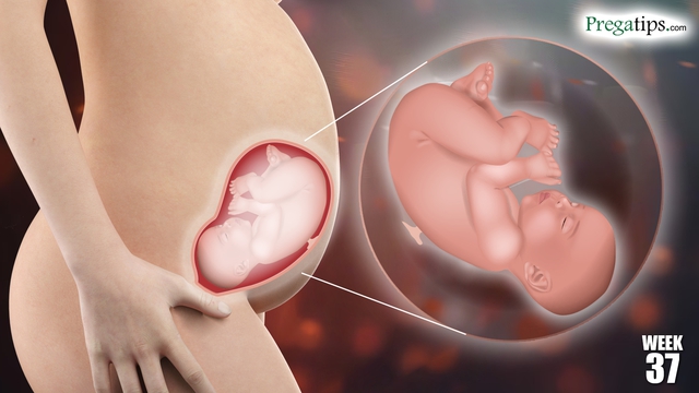 Tuần thai thứ 37: Bé yêu đã đủ tháng để chào đời, mẹ cần khám thai hàng tuần- Ảnh 6. Tuần thai thứ 37: Bé yêu đã đủ tháng để chào đời, mẹ cần khám thai hàng tuần- Ảnh 6.