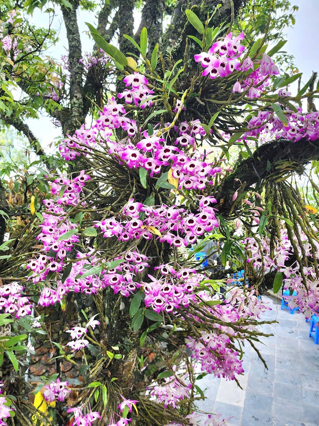 3 loại hoa "đại kỵ" trên bàn thờ- Ảnh 3.