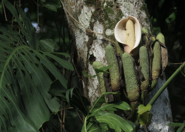 Loại quả nhìn như tổ ong, phải chờ 7 năm mới được ăn: Nhà giàu trồng làm cảnh, TikToker dùng để... mukbang- Ảnh 1. Loại quả nhìn như tổ ong, phải chờ 7 năm mới được ăn: Nhà giàu trồng làm cảnh, TikToker dùng để... mukbang- Ảnh 1.