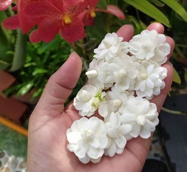 5 cây hoa dụ rắn vào nhà- Ảnh 4. 5 cây hoa dụ rắn vào nhà- Ảnh 4.