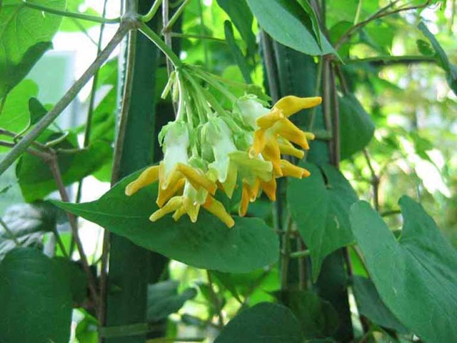 5 cây hoa dụ rắn vào nhà- Ảnh 6. 5 cây hoa dụ rắn vào nhà- Ảnh 6.