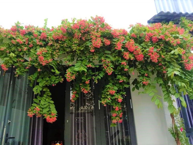 5 cây hoa dụ rắn vào nhà- Ảnh 5. 5 cây hoa dụ rắn vào nhà- Ảnh 5.